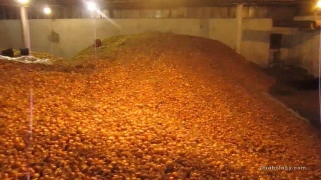 Лук репка сорта Халцедон в Самаре смотреть онлайн