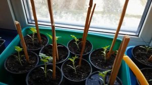 Как приготовить раствор луковой шелухи для рассады томатов