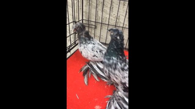 ДВУХЧУБЫЕ ЧЕЛКАРИ / МРАМОРНЫЕ ГОЛУБИ / PIGEONS / TAUBE смотреть онлайн