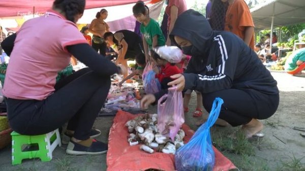 Harvest Mushrooms Grow Under Banana Garden go to market sell, grow vegetable || Free Bushcraft