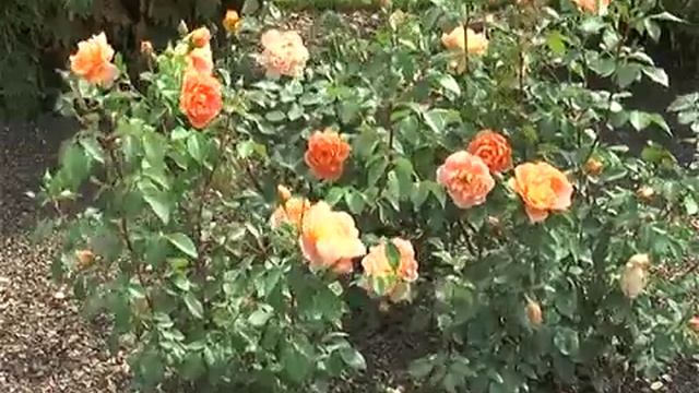 Как правильно ухаживать за Розами смотреть онлайн