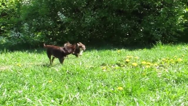 Чихуахуа шоколадный длинношерстный мальчик смотреть онлайн