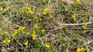 Лазарева суббота-2021. (Суббота перед вербным воскресеньем). Что нельзя и можно делать.