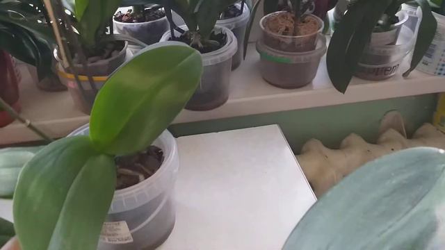 Мои орхидейки,как же я по ним скучала.🤗😊👍🖐🥰🍀🌱 смотреть онлайн