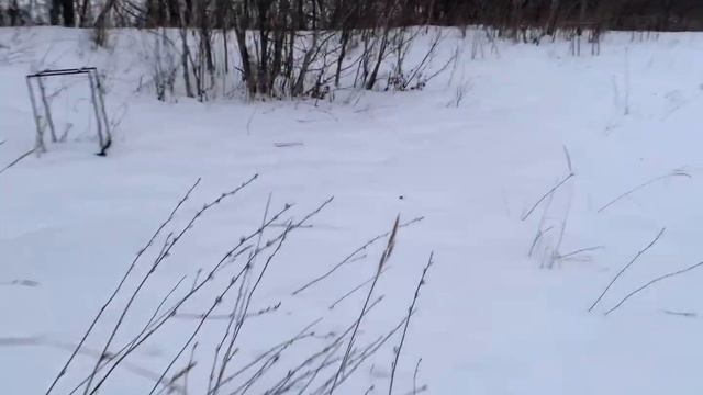 Как зимуют пчёлы в хозяйстве Бурого Медведя смотреть онлайн