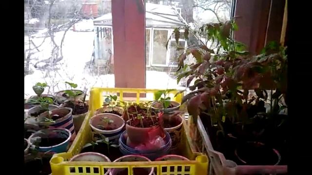 ПРО.жизнь: Здоровая рассада для нашего сада. смотреть онлайн