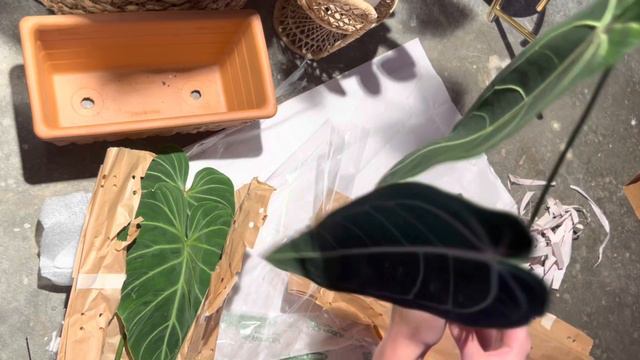 Plant Unboxing | Philodendron Gloriosum & Queen Anthurium смотреть онлайн