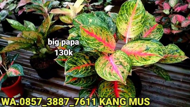 paket terbaru Aglaonema murah meriah 😍 DISKON SPESIAL смотреть онлайн