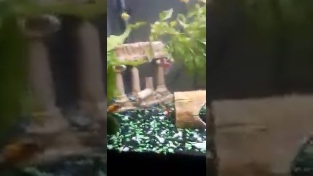Neon Tetras + Tankmates смотреть онлайн