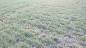 Порционное внесение аммиачной селитры .