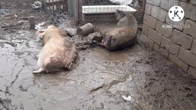 Свиноматки опорос май 2022 год. смотреть онлайн