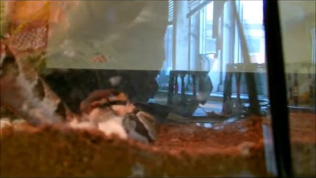 Monty swallowing a mouse. (3x speed) смотреть онлайн