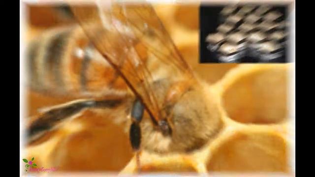 GUERLAIN Abeille Royale Крем для Шиї і Зони Декольте SPF15 смотреть онлайн