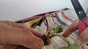 #ПОСАДКА КЛУБНИКИ ФРИГО.ОТКРЫВАЮ ВСЕ СЕКРЕТЫ С ПОДРОБНОСТЯМИ!!!