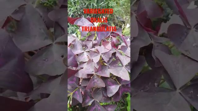 Variegated Oxalis Triangularis смотреть онлайн