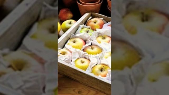 КАК ХРАНИТЬ #ЯБЛОКИ ? ЗИМОЙ? #сад #огород #дача смотреть онлайн