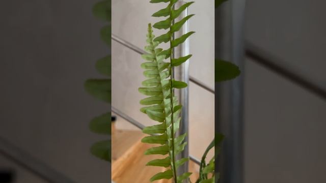 Нефролепис / посадка /новенький в зимнем саду смотреть онлайн