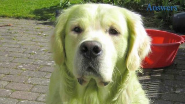 Time For a Bath! This Cute Dog Thought It Was a Good Idea to Roll Around In Freshly Cut Grass смотреть онлайн