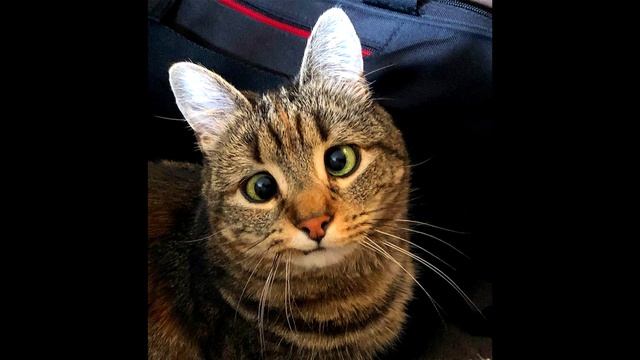 исковое на отмену приказа смотреть онлайн