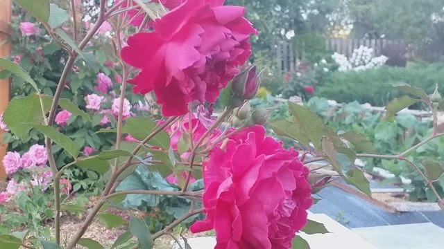 КРЫМСКАЯ КРАСНАЯ - редкая роза...