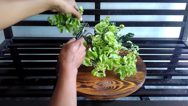 Budidaya patah tulang curly variegata 1052jj смотреть онлайн