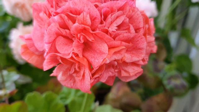 2021년 05월 05일 제라늄 꽃밭/ Pelagonium Garden/ Geranium Flowers. смотреть онлайн