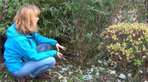 Буддлея Давида. Подготовка к зиме.