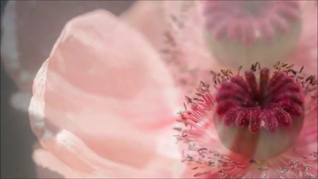 🌞 Хорошего дня и отличного настроения! 💐 смотреть онлайн