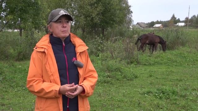 Как и когда производить отъём жеребят от кобыл. смотреть онлайн