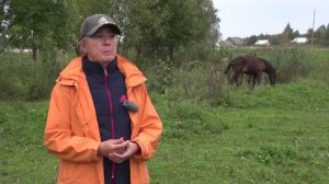 Как и когда производить отъём жеребят от кобыл.