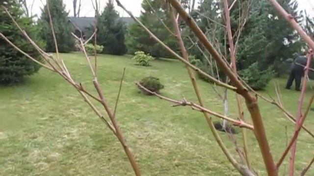 ПЕРСИК. ОБРЕЗКА ПЕРСИКА. Детальный обзор. смотреть онлайн