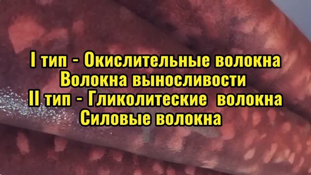 Как растут мышцы? Рост мышц по науке смотреть онлайн