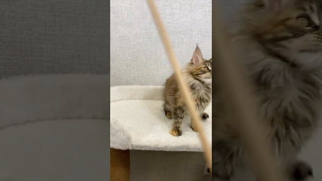 HAPPY?❤️ Кошечка мейн-кун окрас черепаховый мраморный. смотреть онлайн