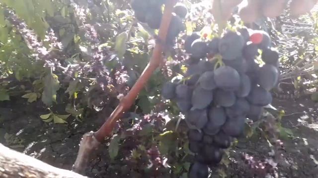 Виноград . Сорт - ВОЛГОГРАДСКИЙ . смотреть онлайн