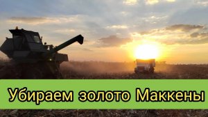 Уборка кукурузы 2022.
