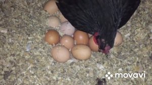 Подкладываем Яйца Клушке Курочке, для насиживания цыплят