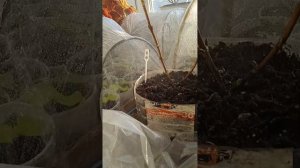 СУПЕРГОРТЕНЗИЯ КВИК ФАЙЕР ФАБ.