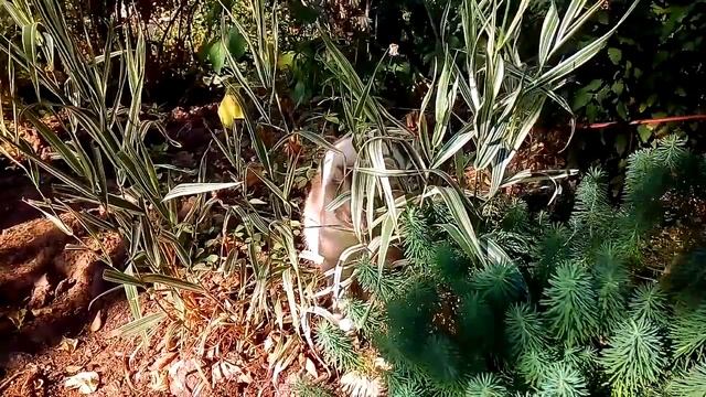 Зеленая, зеленая трава смотреть онлайн