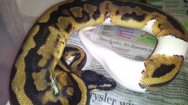 My Ball Python collection :D смотреть онлайн