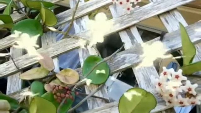 Okinawa.沖縄.花.桜蘭.Hoya-carnosa.ホヤ・カルノーサ、ワックス・プラント смотреть онлайн