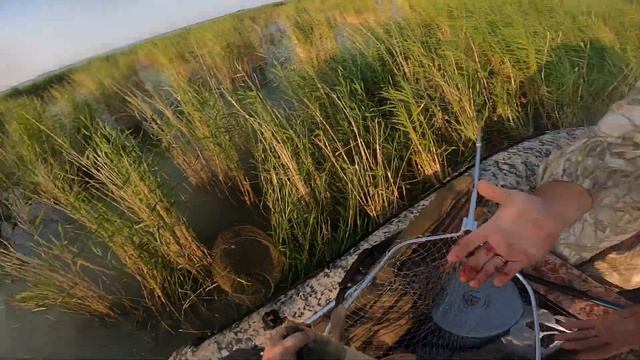 Сумасшедшая поклевка сазана. Чаны Новояблоновка. смотреть онлайн