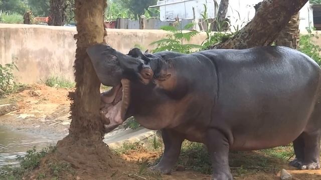 Hippopotamus the Most Dangerous Animal смотреть онлайн