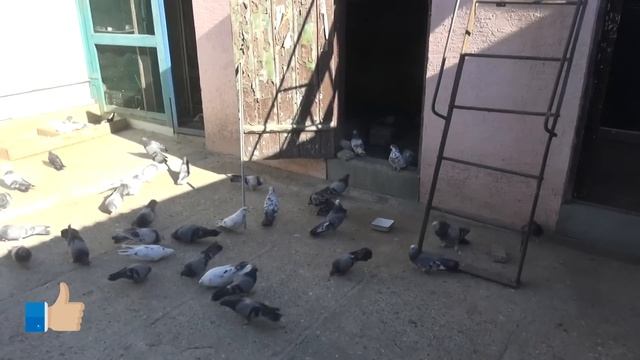 Володя ( Итальянец), давно не виделись 2с. смотреть онлайн