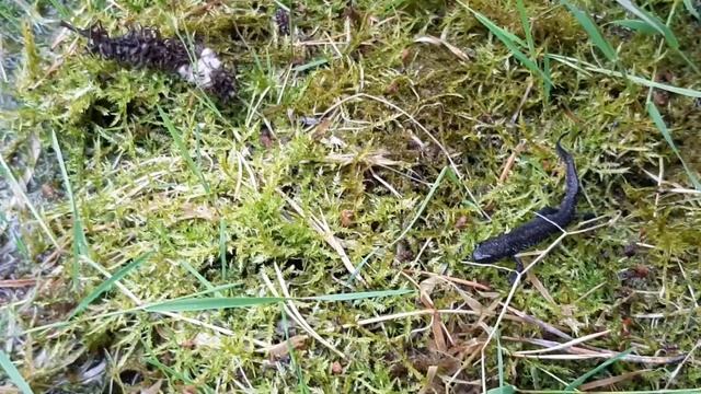 #45 Пощупали гребенчатого тритона (Triturus cristatus) смотреть онлайн