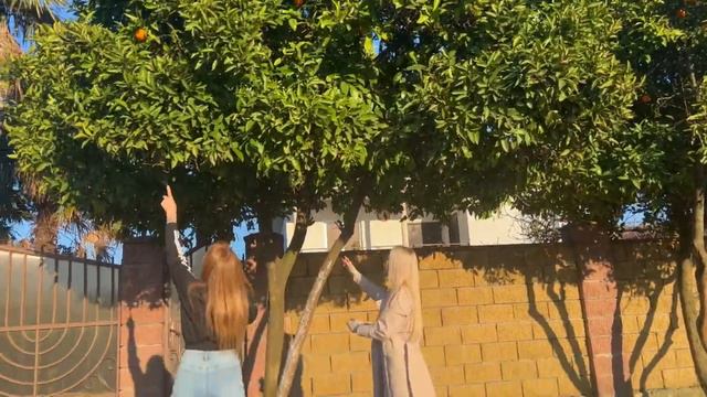 ЧЕБУРАХНУЛИСЬ / АБХАЗИЯ смотреть онлайн