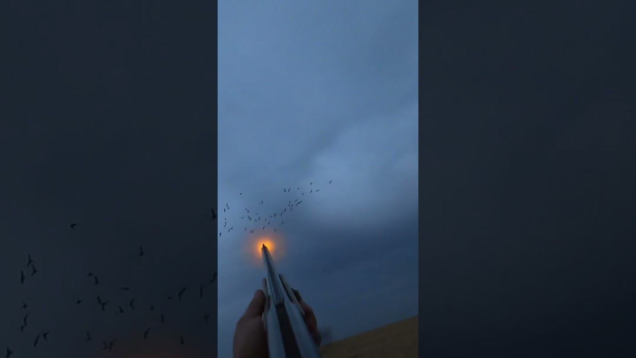 Утки садятся в профиля. Охота на поле. #охота #охотанагуся #охотанауток смотреть онлайн