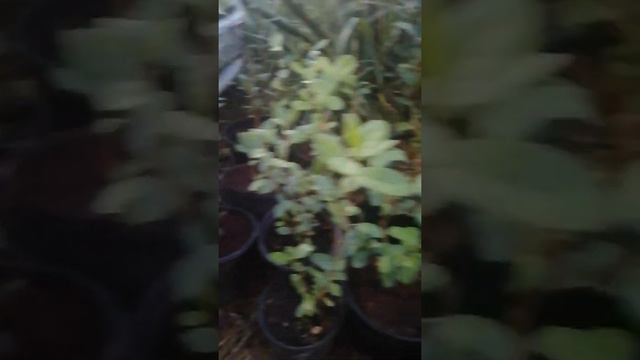 Саженцы фейхоа смотреть онлайн