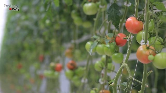 Опрыскайте Этим Ваши Томаты и Фитофтора Пройдет Навсегда! смотреть онлайн