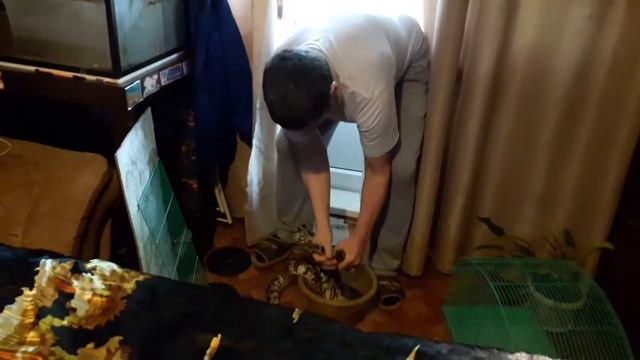 Тигровый цейлонский питон смотреть онлайн