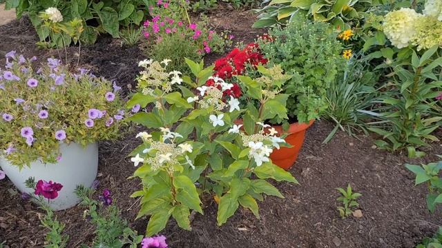 Мои цветущие ГОРТЕНЗИИ осенью. смотреть онлайн